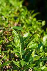 Organic Wild Pu-erh Tea